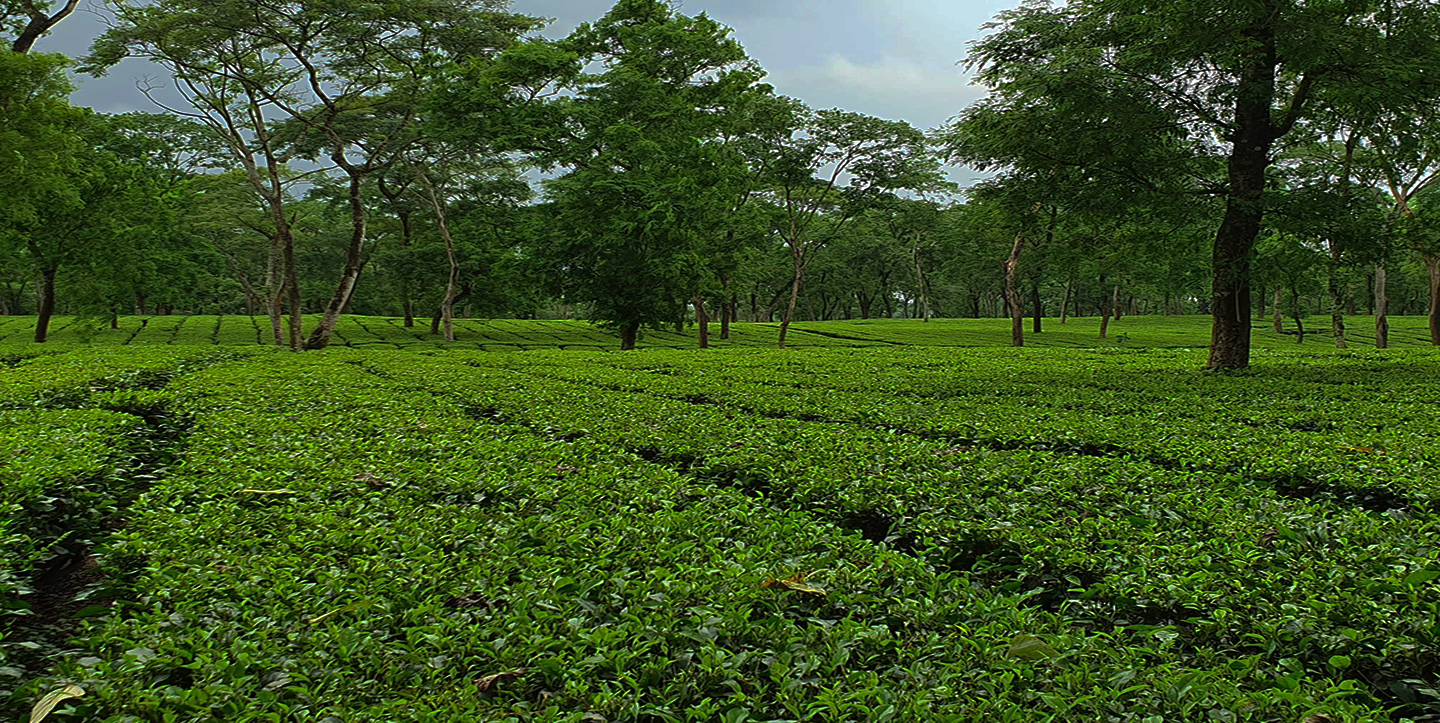 Aluma Tea About Us - Nepuchapurtea Tea